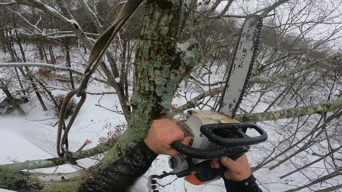 Winter is the best time for pruning.