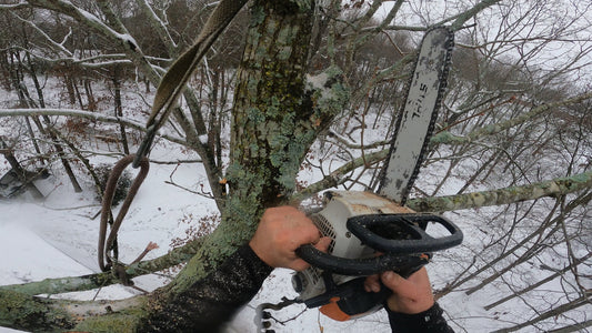 Winter is the best time for pruning.