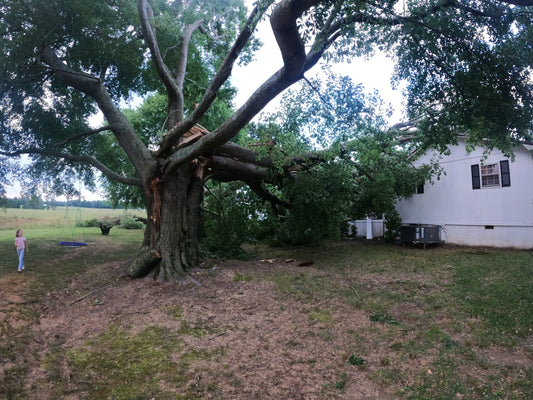 Late Winter Is When Most Tree Failures Begin — Not During the Storm