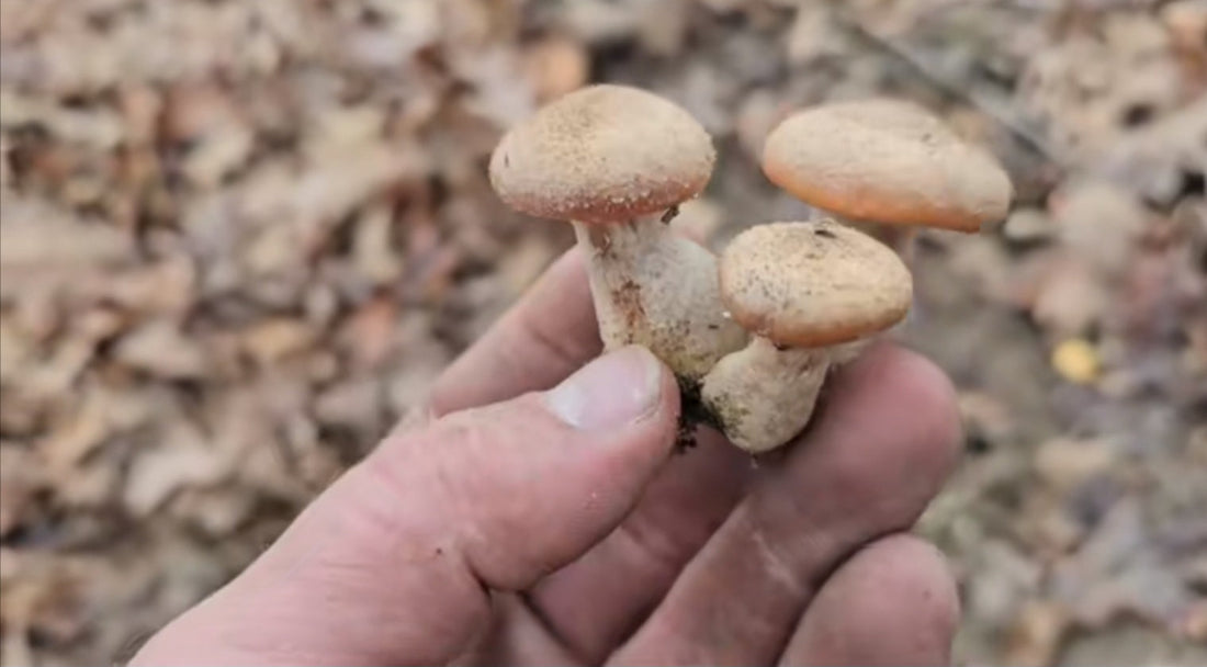 Seeing mushrooms around your tree?