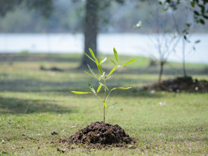 5 Reasons to Plant Trees in the Winter