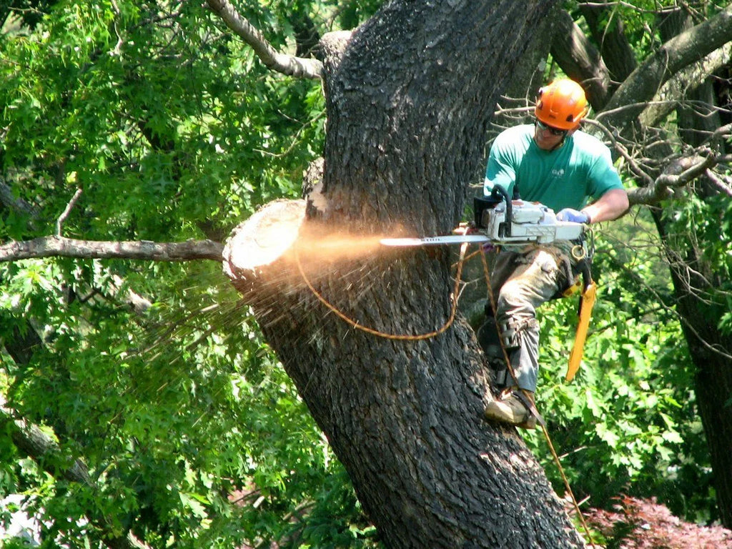 Tree Service Near Me | Heritage Arborist – North Alabama Tree Removal & Care