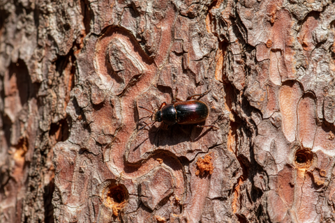 Southern Pine Beetle Signs