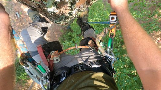 Tree Risk Snapshot